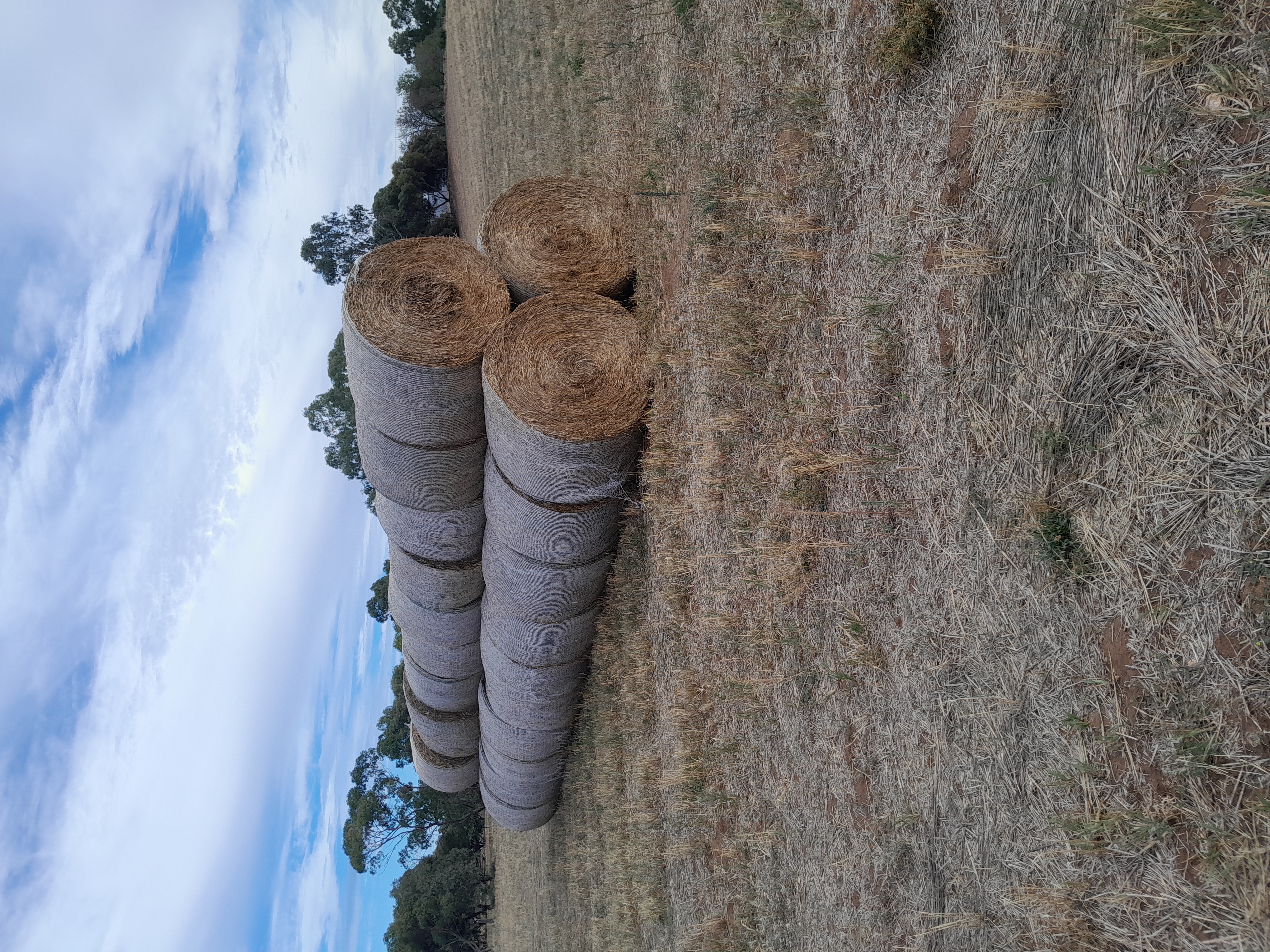 Photo hay Gawler Belt 01042026
